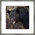 Inconspicuous Bear Framed Print