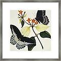 Indian Butterflies And Flowers Framed Print