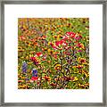 Indian Paintbrushes And Blankets Framed Print