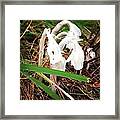 Indian Pipe Framed Print