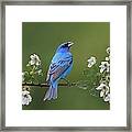 Indigo Bunting On Berry Blossoms Framed Print