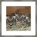 Indochinese Tiger Cubs In Sleeping Box Framed Print