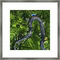 Indonesia - Rancabali Tea Aerial Framed Print