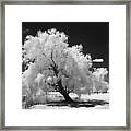 Infrared Willow Tree Study Framed Print