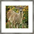 Innocent Fawn And Flowers Framed Print
