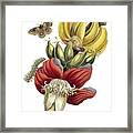 Insects Of Surinam Framed Print