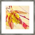 Inside The Columbine Flower Framed Print