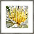 Inside The White Lily Framed Print