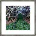 Into The Cherry Orchard At Evening Framed Print
