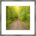 Into The Forest Framed Print