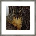 Intrigued Squirrel Framed Print