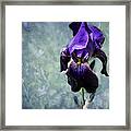 Iris - Purple And Blue - Flowers Framed Print
