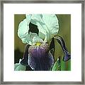 Iris 3 Framed Print