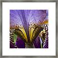 Iris Abstract Framed Print