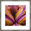 Iris And Gold Dust Framed Print
