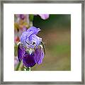 Iris And The Dragonfly 1 Framed Print
