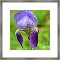 Iris And The Dragonfly 3 Framed Print