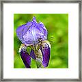 Iris And The Dragonfly 7 Framed Print
