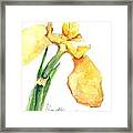 Iris Blooms Framed Print