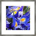 Iris Blues In New Orleans Louisiana Framed Print