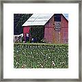 Iris Field And Barn Framed Print