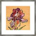 Iris Ii - Series Ii Framed Print Iris Ii - Series Ii Framed Print