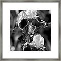 Iris In Black And White Framed Print