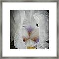 Iris Framed Print