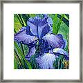Iris Framed Print