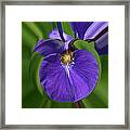 Iris Leaf Framed Print