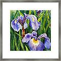 Iris Setosa Alaska Framed Print