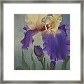 Iris Framed Print