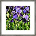 Iris Tectorum Framed Print