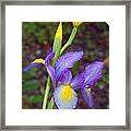 Iris With Raindrops Framed Print