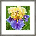 Iris-yellow And Purple Framed Print
