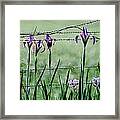 Irises Framed Print