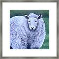 Irish Sheep Portrait Framed Print