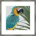 Islamorada Parrot - Of The Macaw Persuasion Framed Print