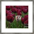 It Is Beautiful Being Different Framed Print