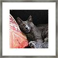 Its A Cats Life Framed Print