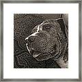 It's A Dog's Life Framed Print