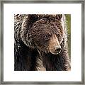 It's All In The Eyes Framed Print