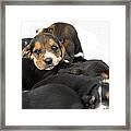 Its Nap Time Framed Print