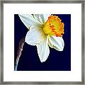 It's Spring Framed Print