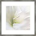 Ivory Gladiola Flower Framed Print