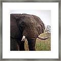 Ivory King Framed Print