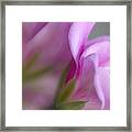 Ivy Geranium Abstract Ii Framed Print