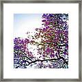 Jacaranda Glory Framed Print