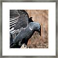 Jackdaw Framed Print