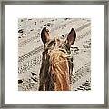 Jac's Ears 2 Framed Print